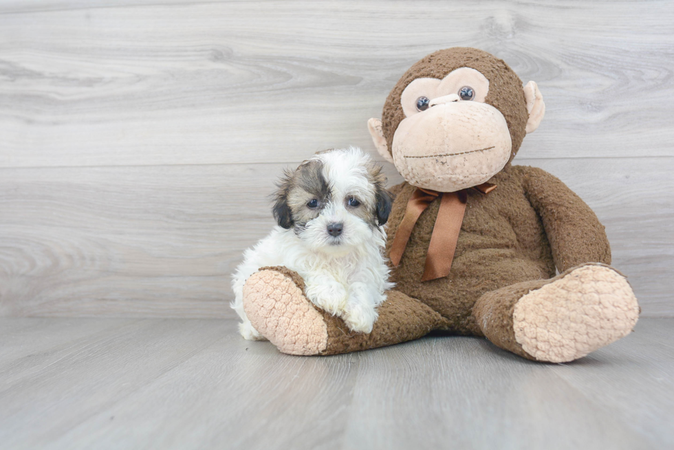 Teddy Bear Pup Being Cute