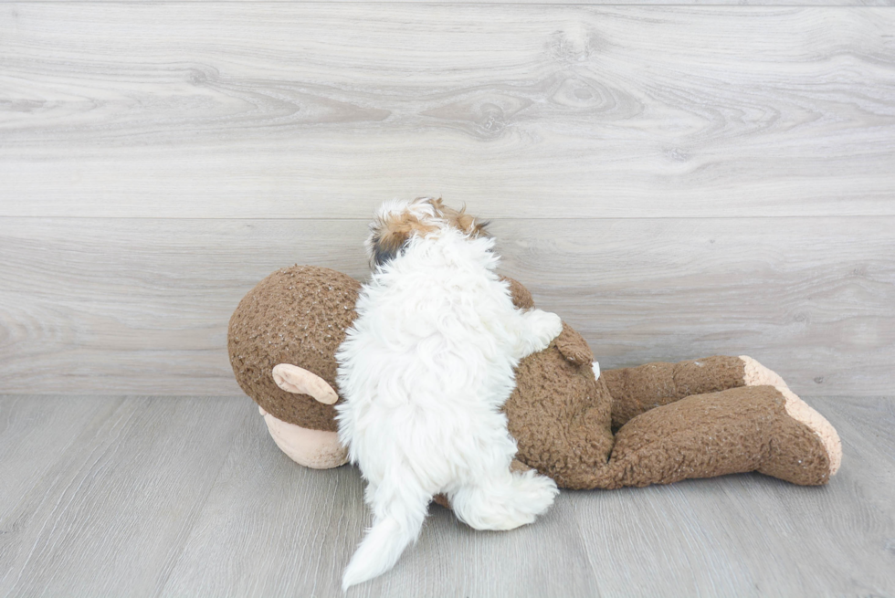 Funny Teddy Bear Designer Pup