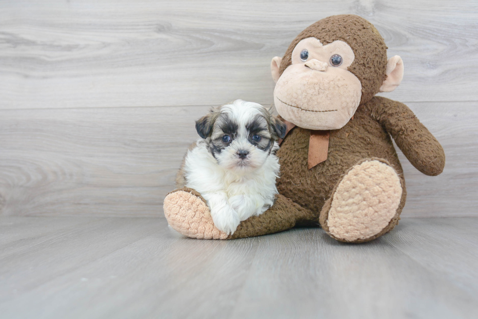 Fluffy Teddy Bear Designer Pup