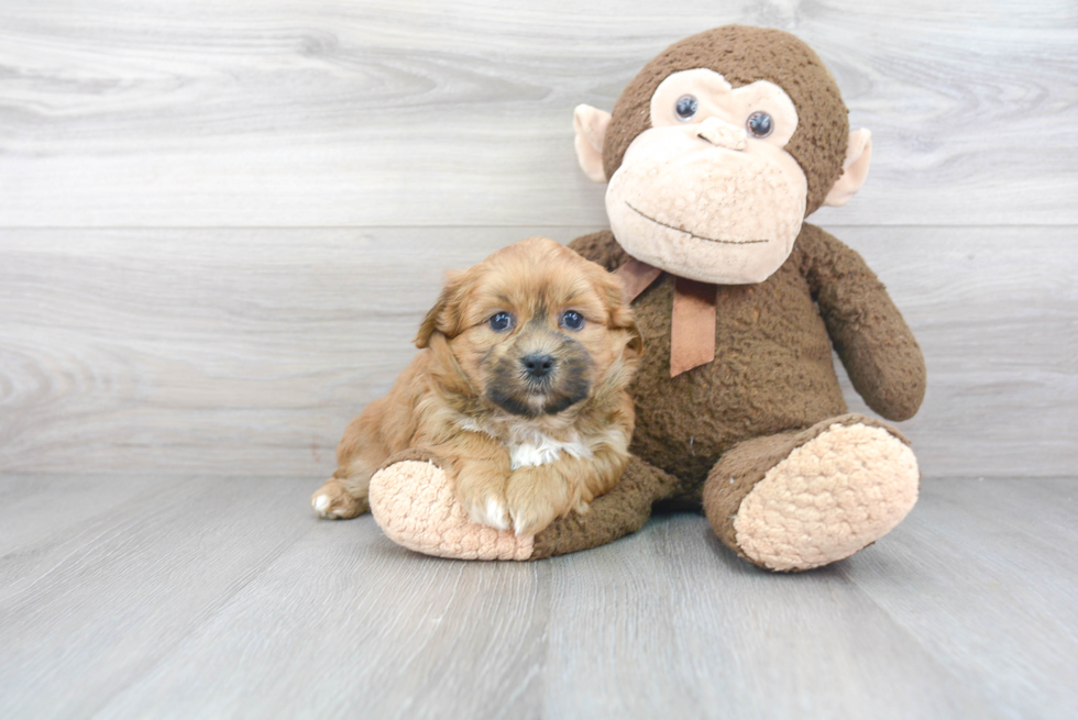 Fluffy Teddy Bear Designer Pup