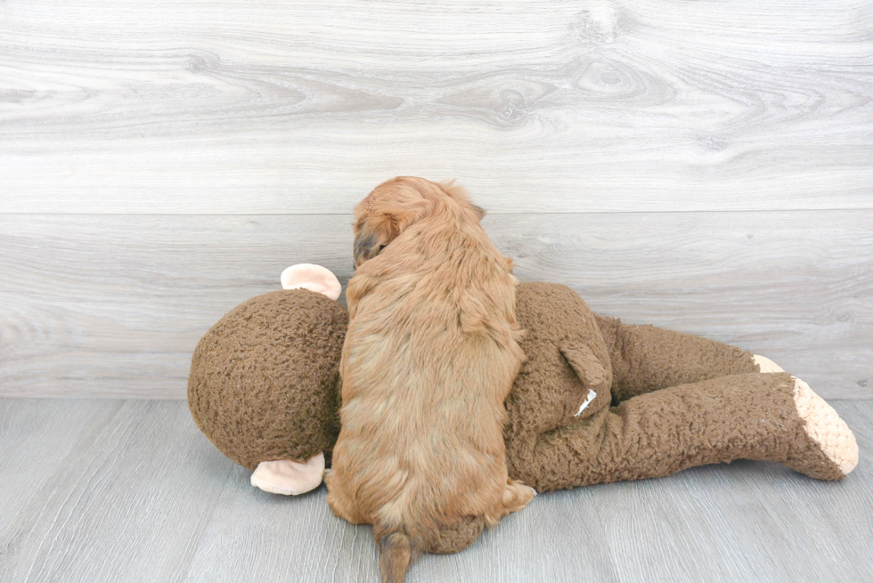 Teddy Bear Pup Being Cute