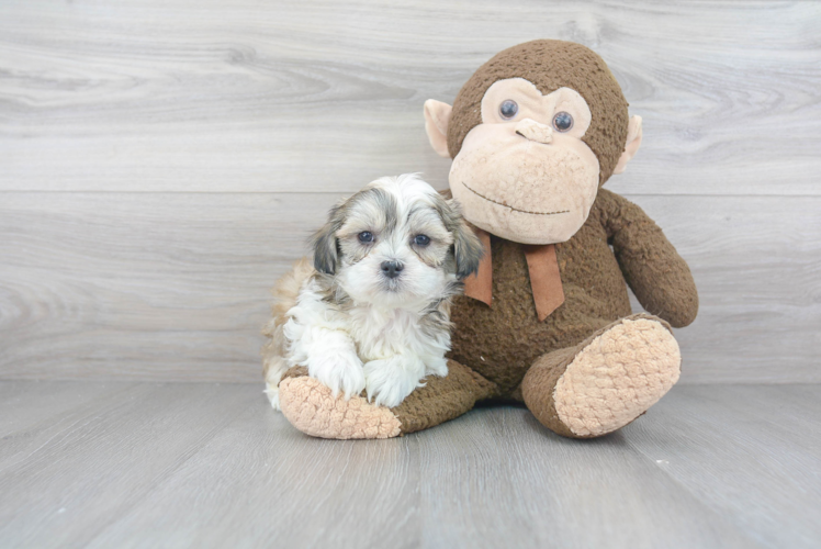 Teddy Bear Pup Being Cute