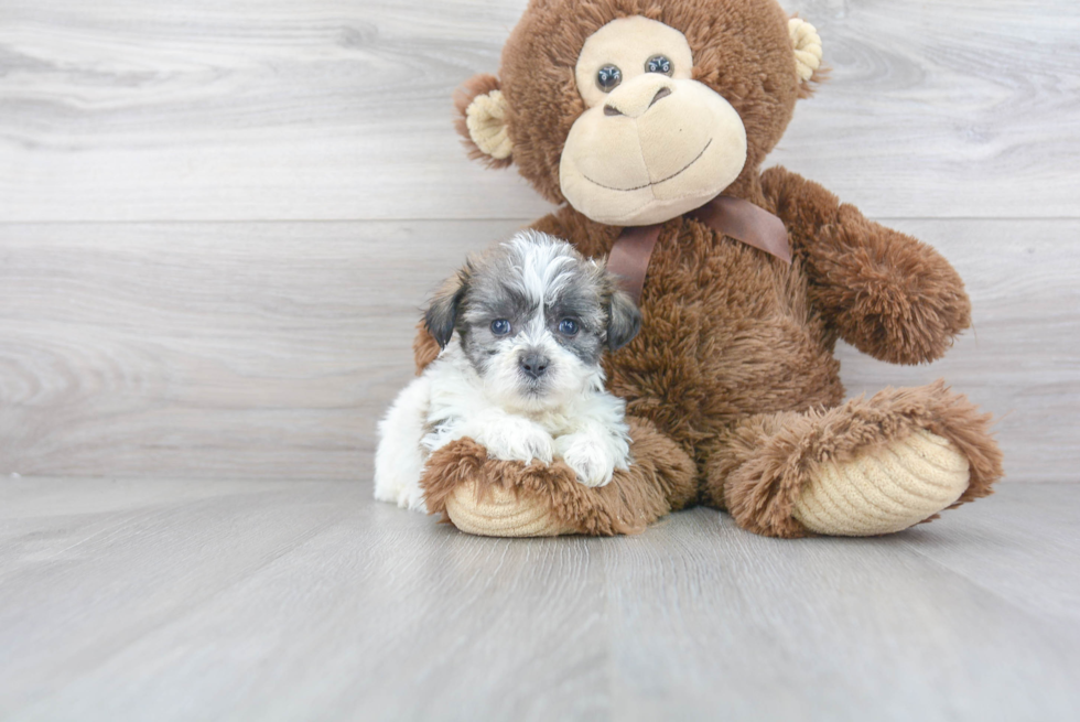 Teddy Bear Pup Being Cute