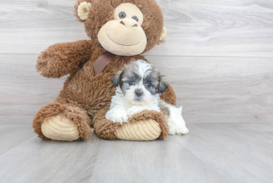 Teddy Bear Pup Being Cute