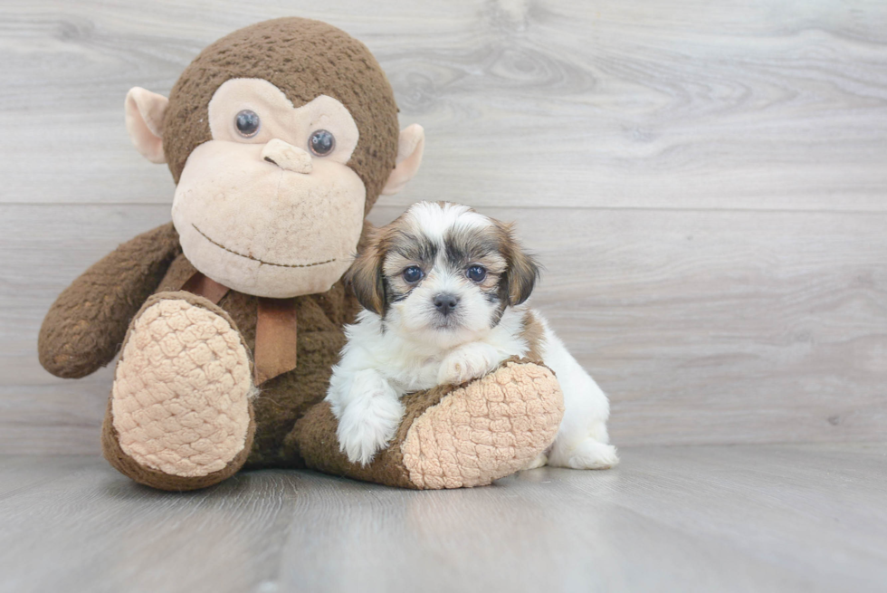 Teddy Bear Pup Being Cute