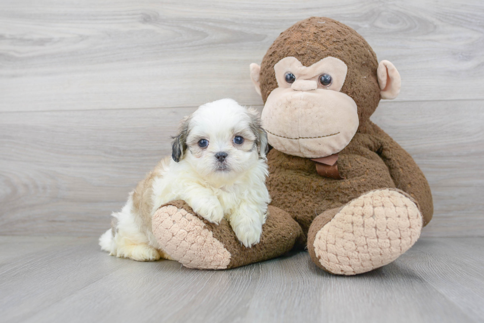 Teddy Bear Pup Being Cute