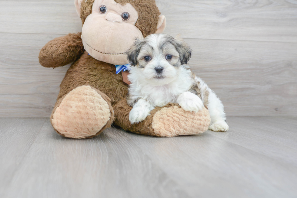 Teddy Bear Pup Being Cute