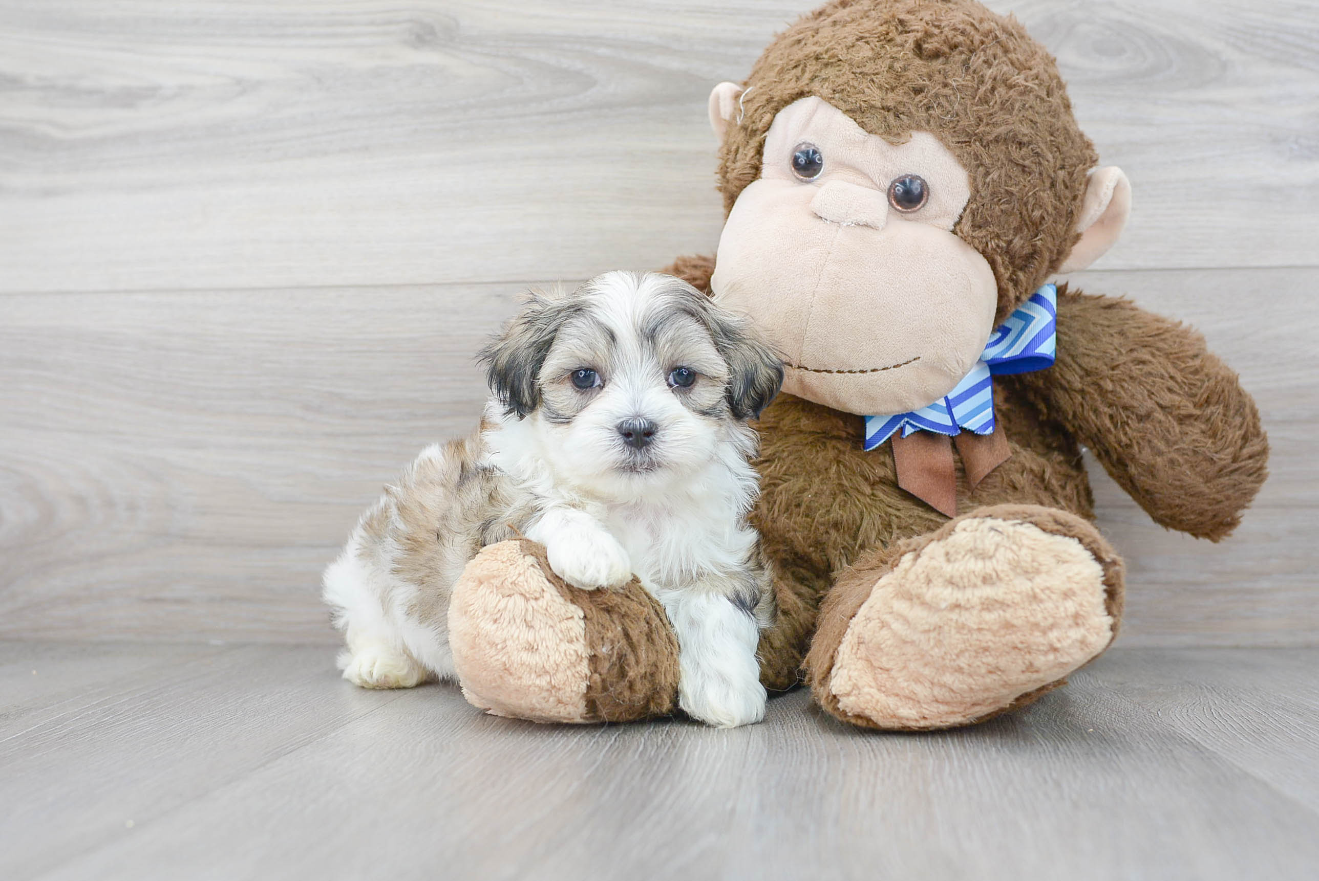 Adorable Shichon Designer Puppy