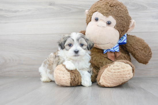 Adorable Shichon Designer Puppy