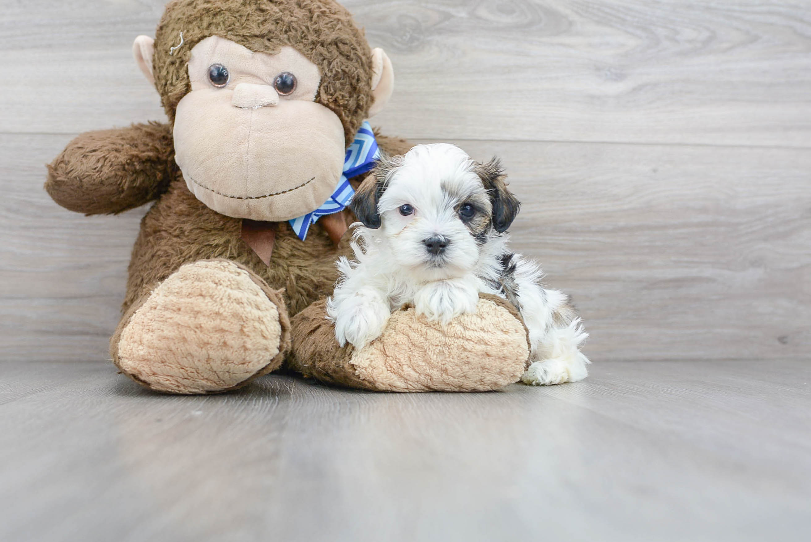 Best Teddy Bear Baby