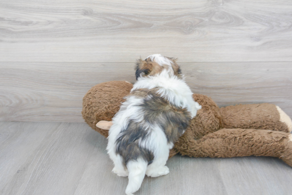 Teddy Bear Pup Being Cute