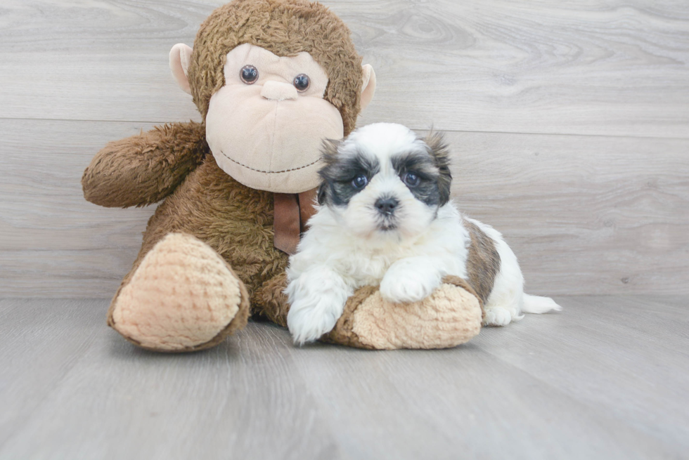 Teddy Bear Pup Being Cute