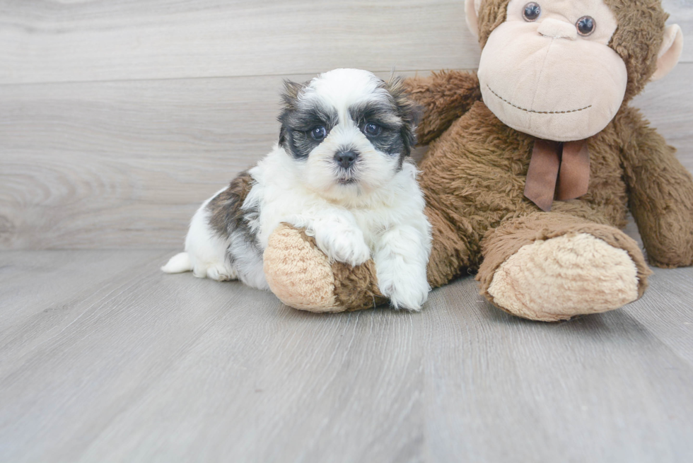 Energetic Shichon Designer Puppy