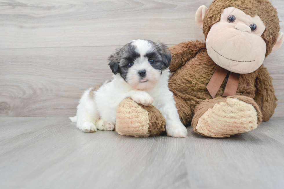 Teddy Bear Pup Being Cute