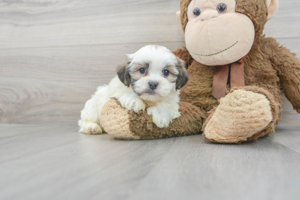 Popular Teddy Bear Designer Pup