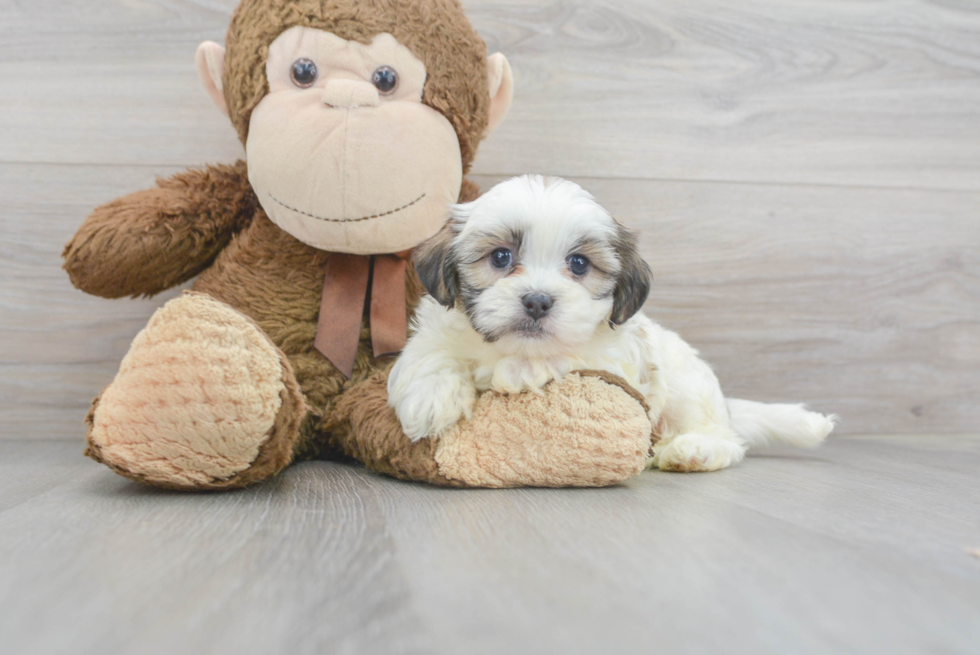 Teddy Bear Pup Being Cute