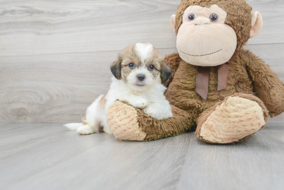 Popular Teddy Bear Designer Pup