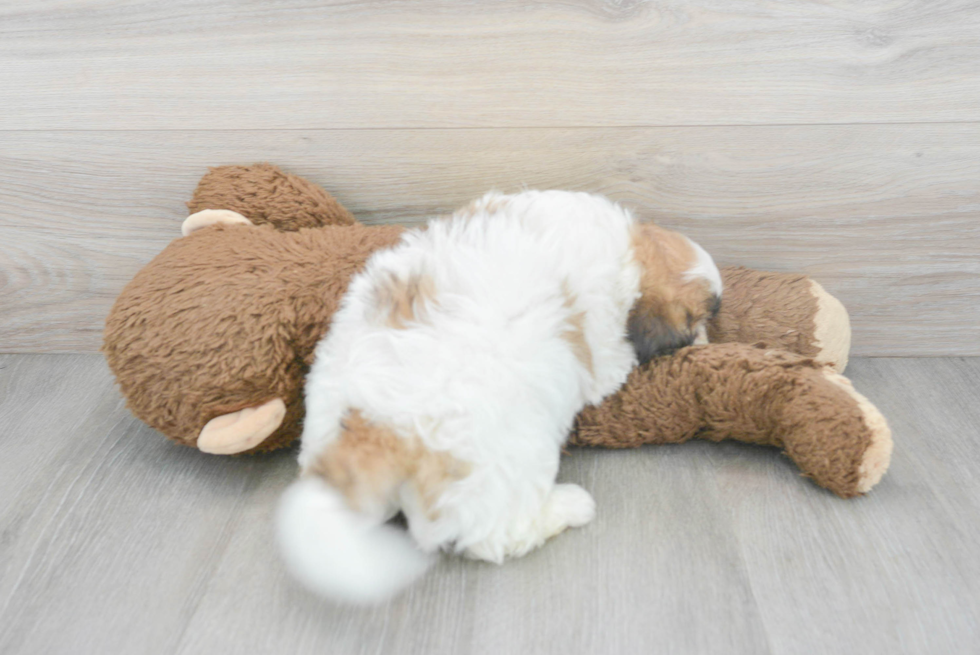 Teddy Bear Pup Being Cute