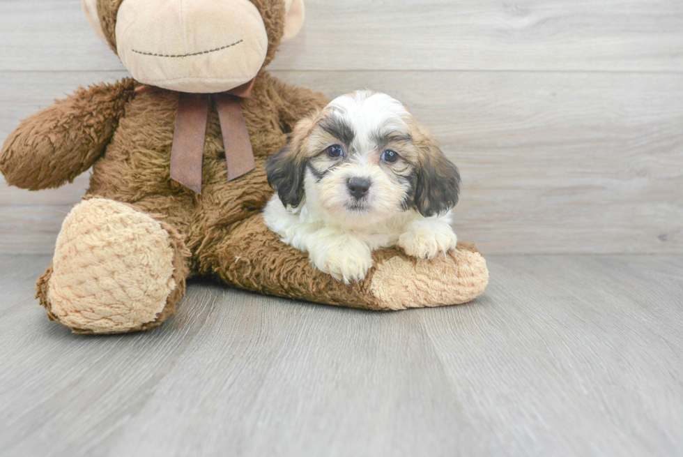 Teddy Bear Pup Being Cute