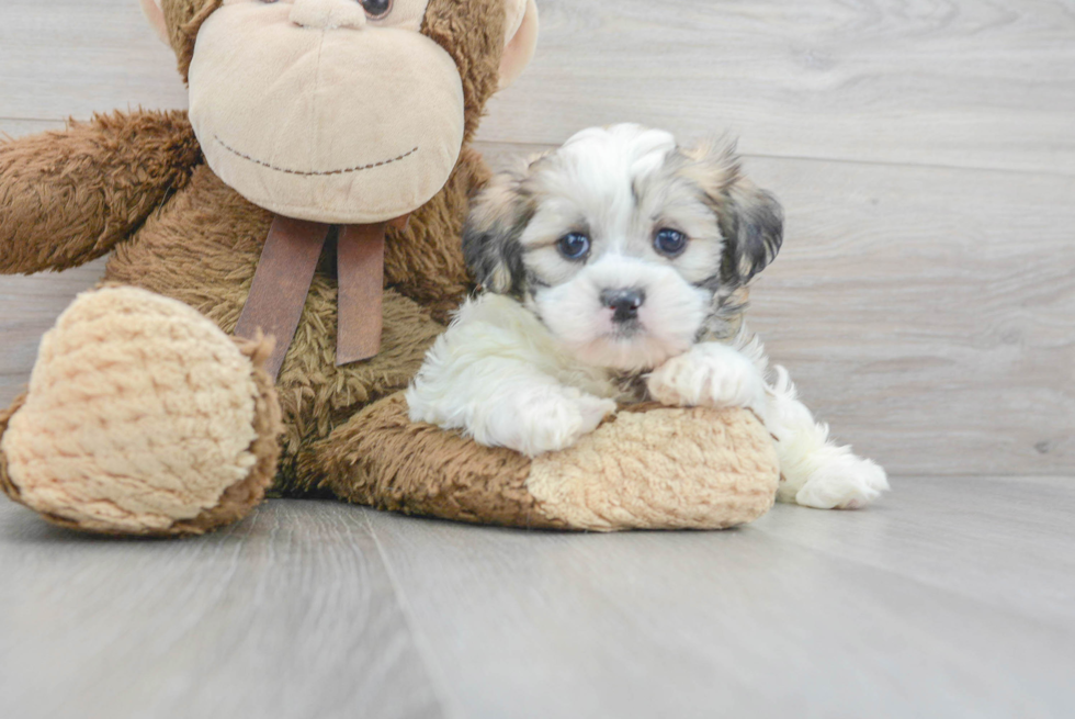 Teddy Bear Pup Being Cute