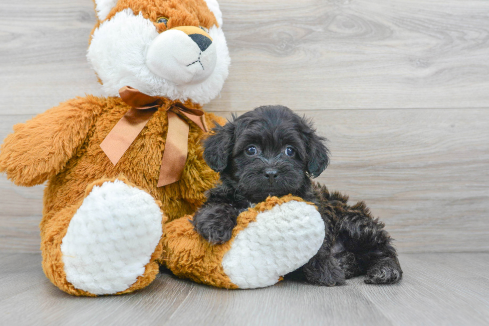 Petite Teddy Bear Designer Pup