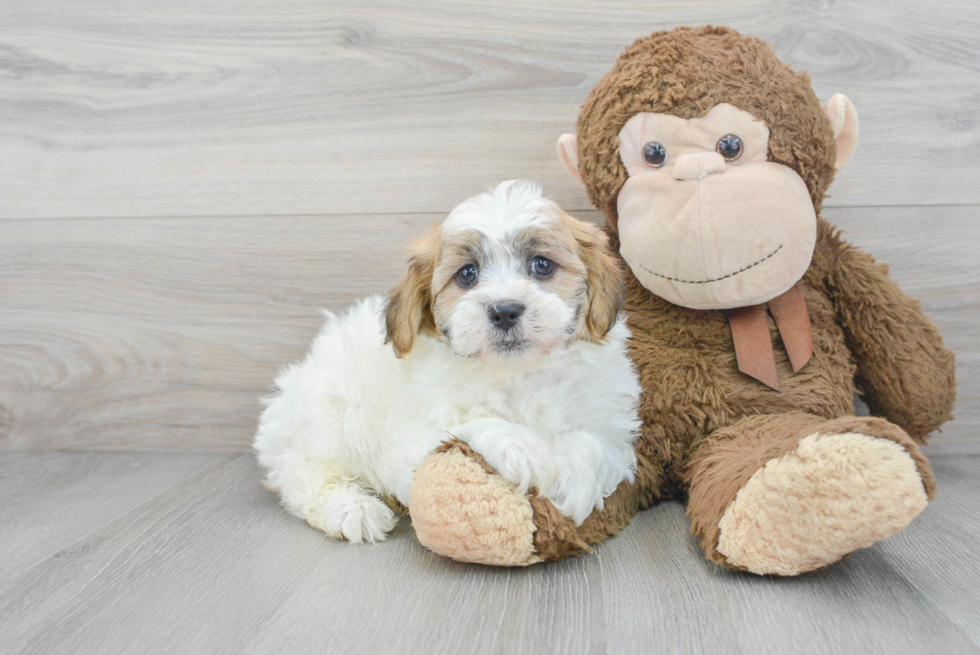 Best Teddy Bear Baby