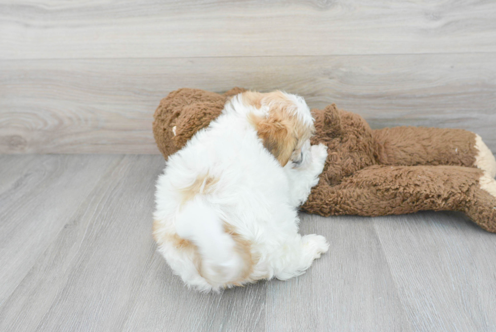 Best Teddy Bear Baby
