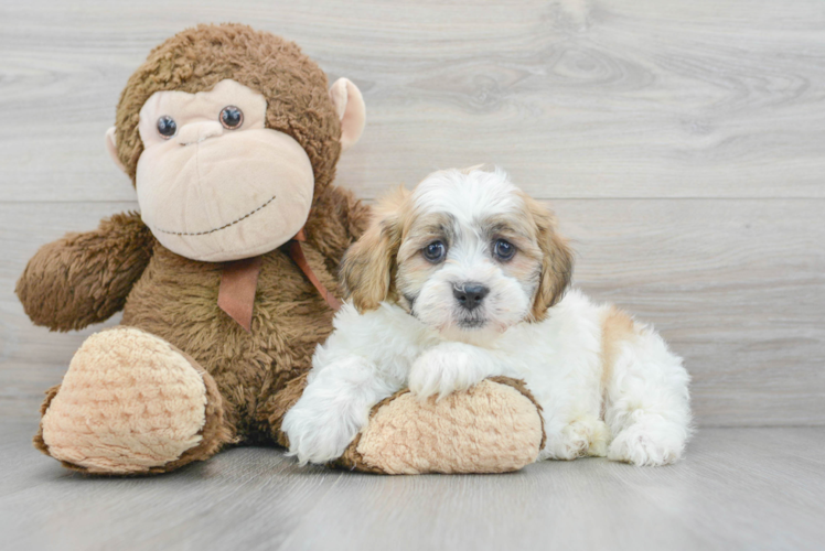 Happy Teddy Bear Baby