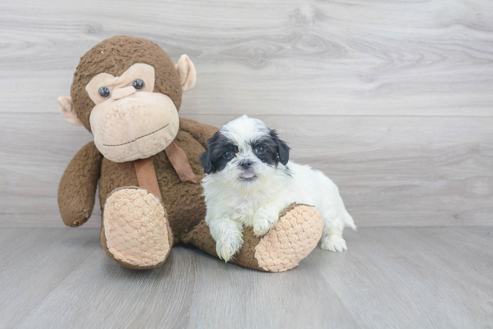 Teddy Bear Pup Being Cute