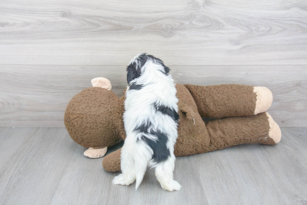 Teddy Bear Pup Being Cute