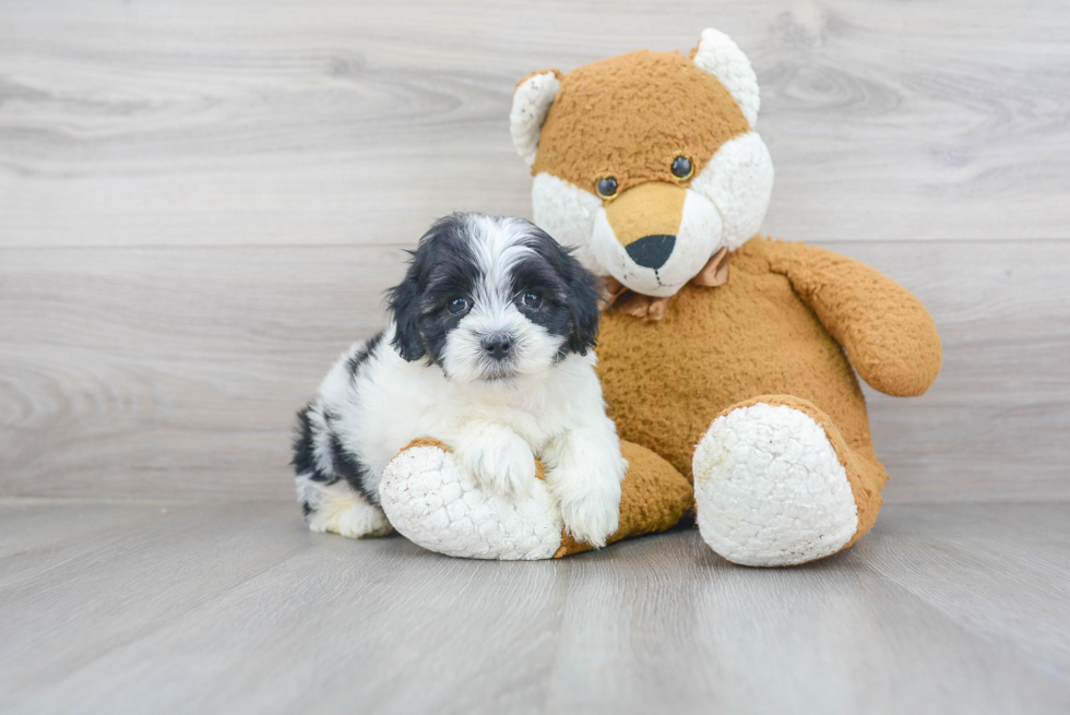 Petite Teddy Bear Designer Pup