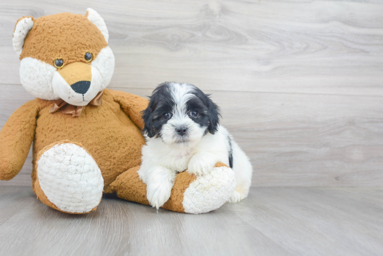 Teddy Bear Pup Being Cute