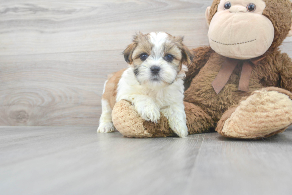 Teddy Bear Puppy for Adoption