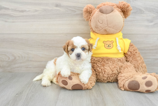 Popular Teddy Bear Designer Pup