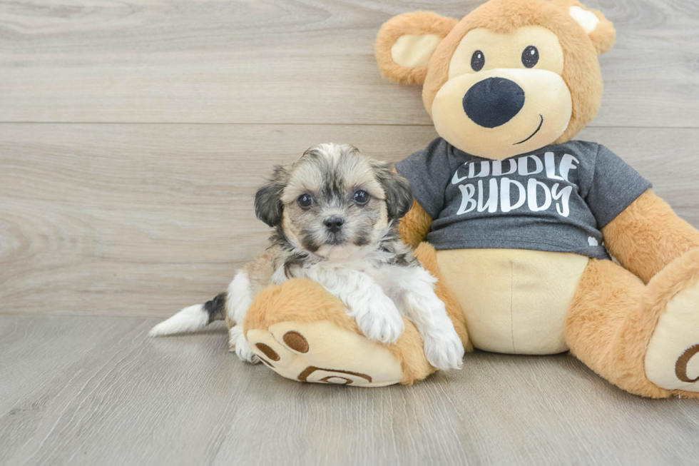 Teddy Bear Pup Being Cute