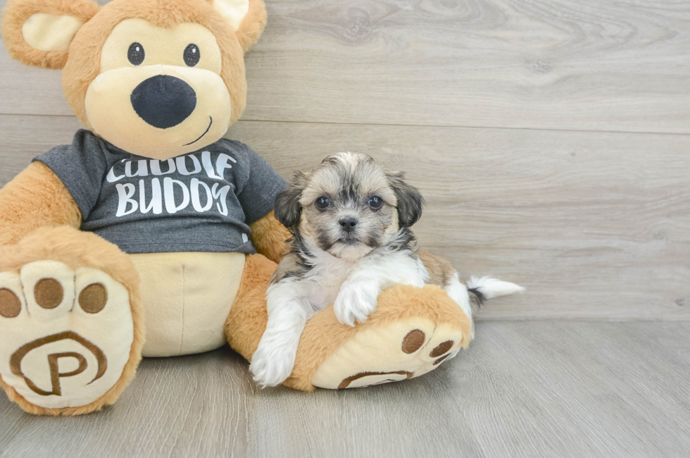 7 week old Teddy Bear Puppy For Sale - Premier Pups