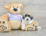 7 week old Teddy Bear Puppy For Sale - Premier Pups