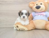 8 week old Teddy Bear Puppy For Sale - Premier Pups