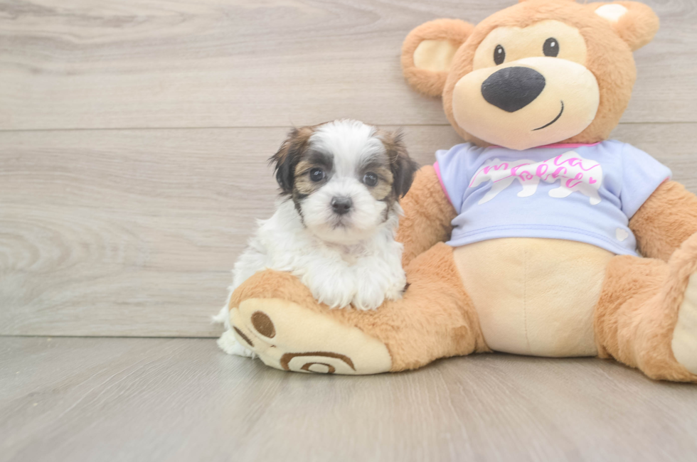 5 week old Teddy Bear Puppy For Sale - Premier Pups