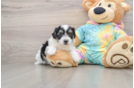 Funny Teddy Bear Designer Pup