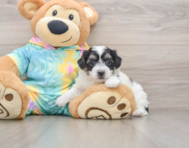 6 week old Teddy Bear Puppy For Sale - Premier Pups