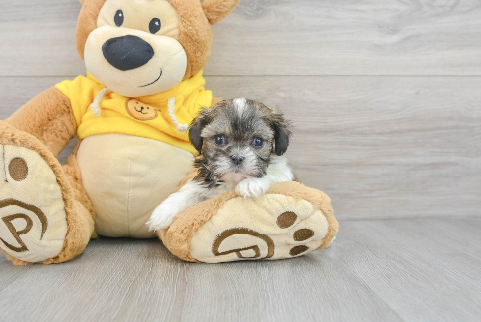 Teddy Bear Pup Being Cute