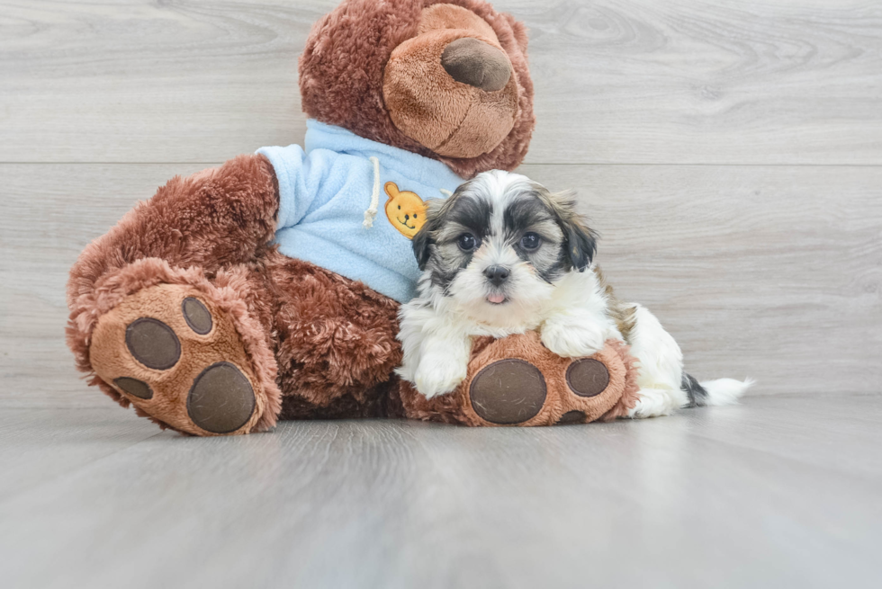 Cute Teddy Bear Baby