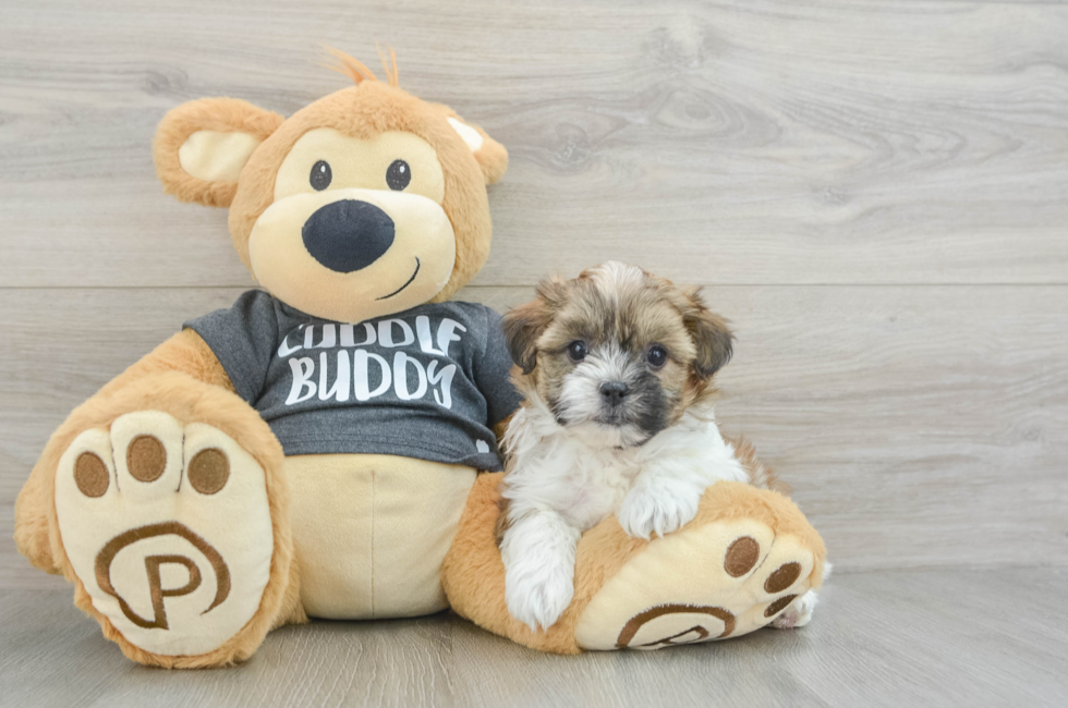 5 week old Teddy Bear Puppy For Sale - Premier Pups