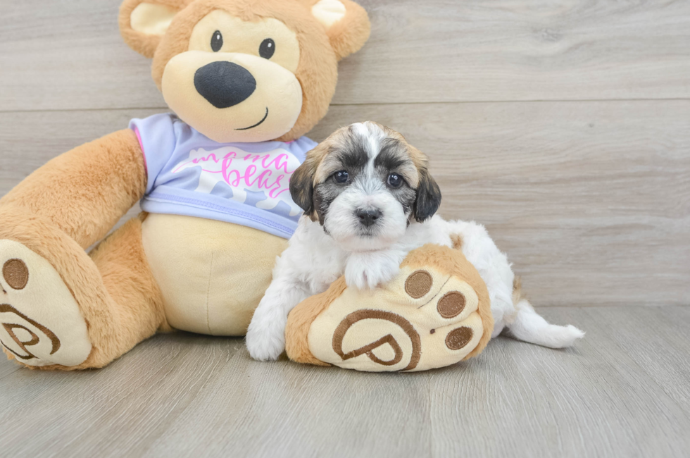5 week old Teddy Bear Puppy For Sale - Premier Pups