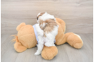 Hypoallergenic Shitzu Designer Puppy