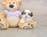 6 week old Teddy Bear Puppy For Sale - Premier Pups