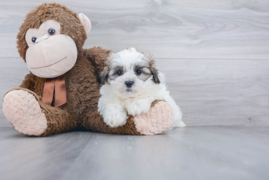 Teddy Bear Pup Being Cute