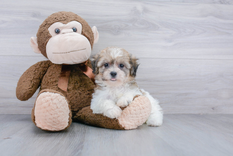 Teddy Bear Pup Being Cute