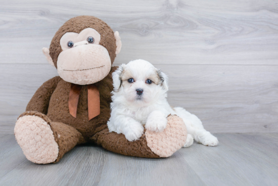 Popular Teddy Bear Designer Pup